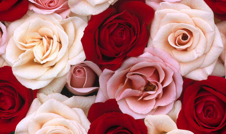 Foxy Red Rose モデル 画像