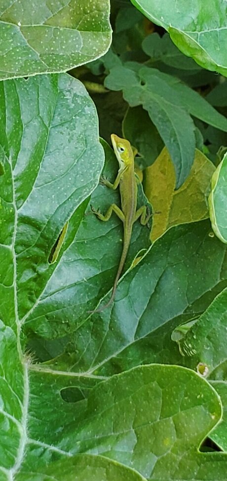 アナルトランスOnlyFans トップ 写真