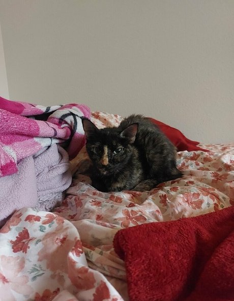 巨乳で曲線美のOnlyFans 無料裸 画像