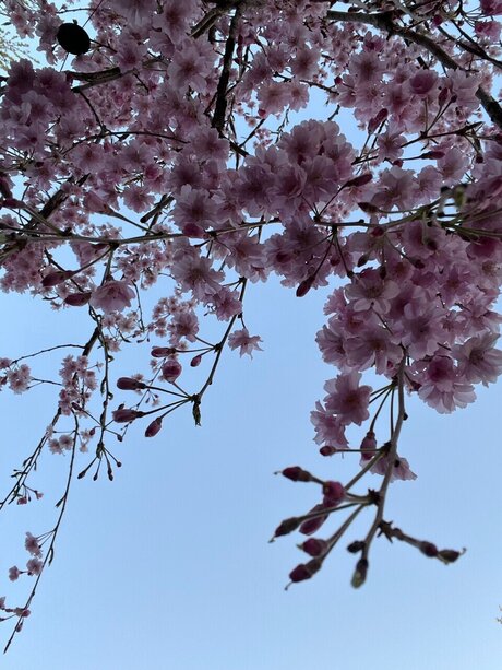 Cathy ポルノスター ギャラリー