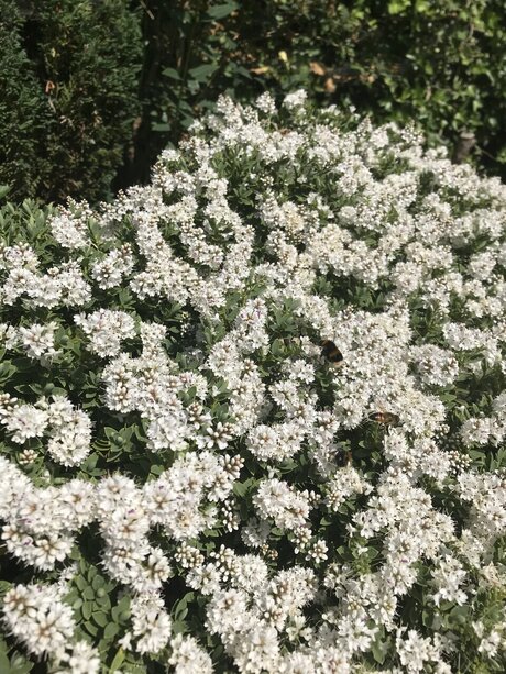 Zukumei 美しいスター 写真