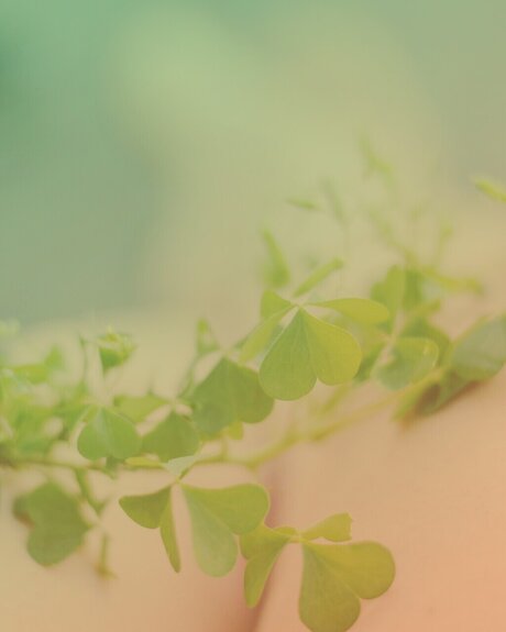 Nora Lorc in 無料スター ギャラリー