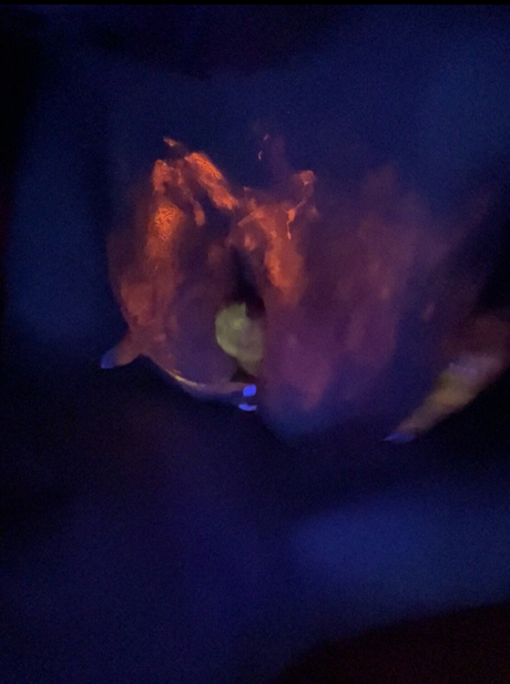 Jerzjess 裸モデル 写真