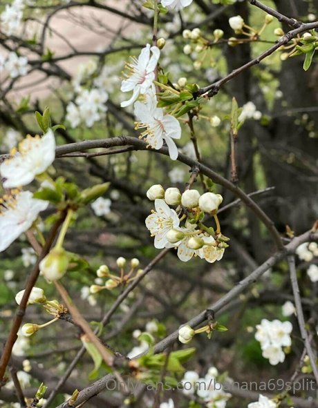 ゲイランジェリーOnlyFans ポルノ 写真