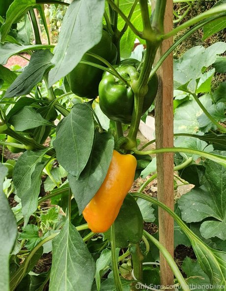 熟女クーガーオンリーファンズ 無料裸 写真