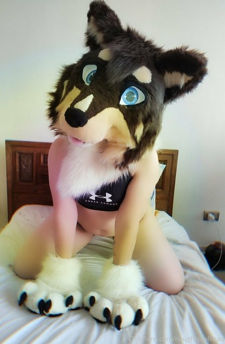 naughtycolliead HDスター 写真