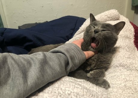 couldshouldwood ポルノスター 写真