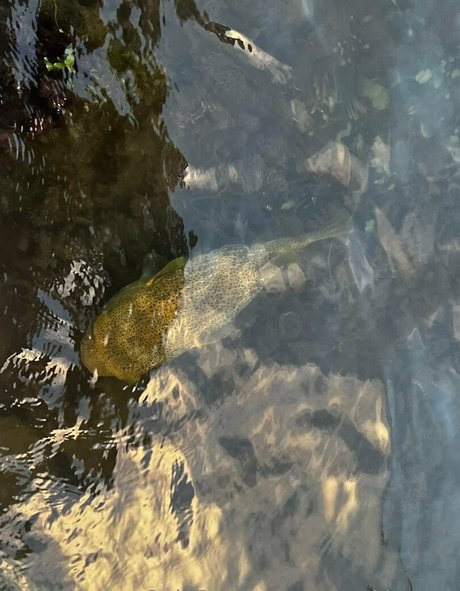 babyski mask ポルノ女優 ギャラリー