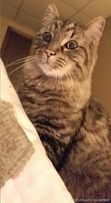 アンバー・オンリーファンズ 限定 画像