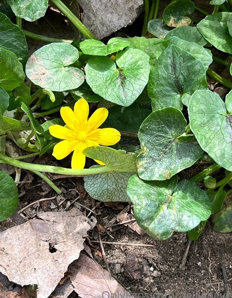 delilaheve エロティックなスター ギャラリー