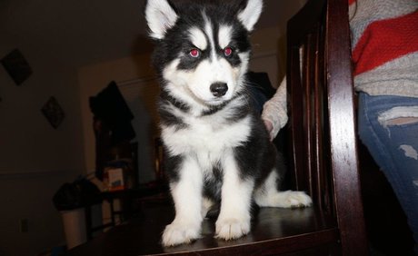 youlikewhatyousee 最高のポルノスター 写真