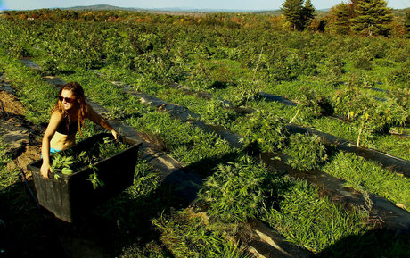 asmr ジンジャー オンリーファンズ ホットxxx 写真