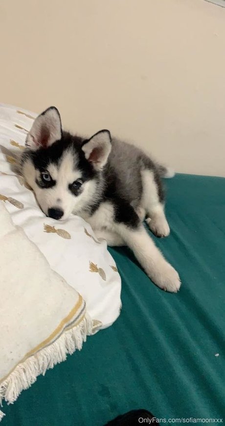 sofiamoonxxx 完璧なスター 写真