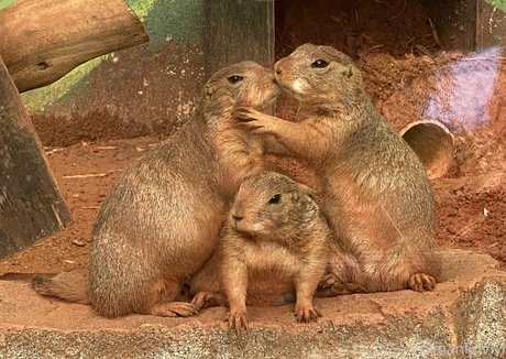 ママのアナルOnlyFans ホットセクシー 写真