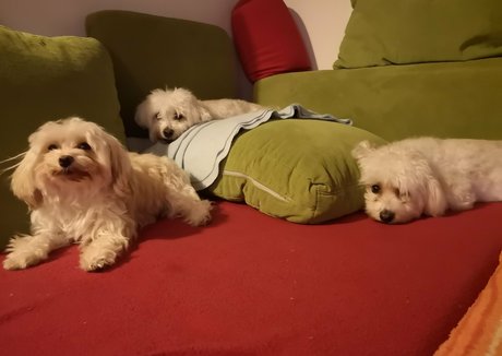 rosszalkodjunk ポルノスター 素敵 画像