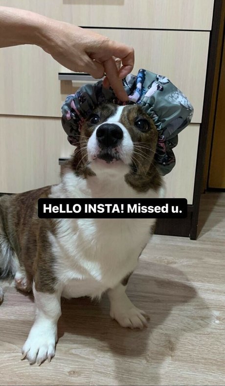 Lezzy Bunny ASMR 独占ポルノスター 画像