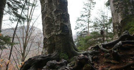 MissLetiBlane トップスター 写真