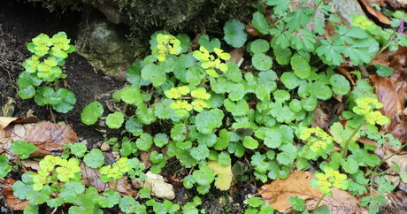 MissLetiBlane HD女優 画像