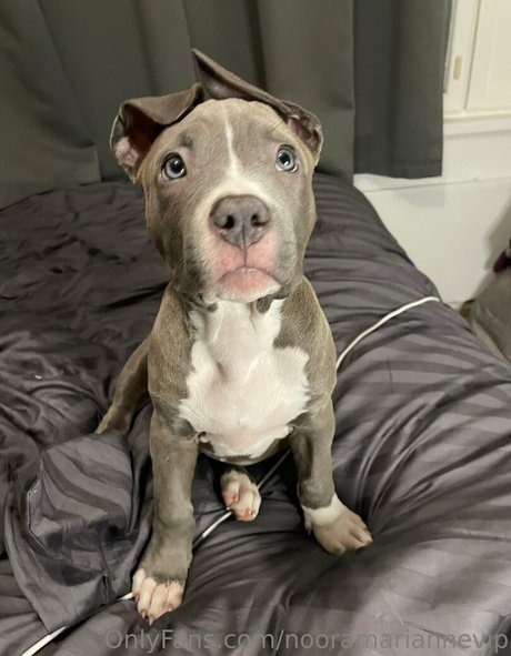 バブルバットオンリーファン 美しいxxx 画像