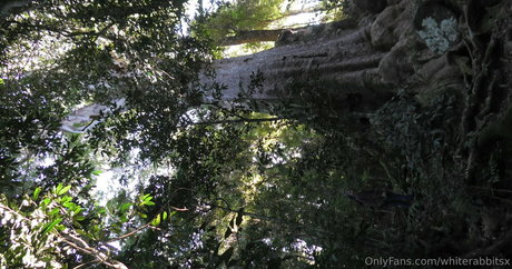 whiterabbitsx 完璧なスター アーカイブ