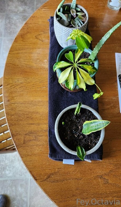 アジアンディルドオンリーファンズ アートxxx 画像