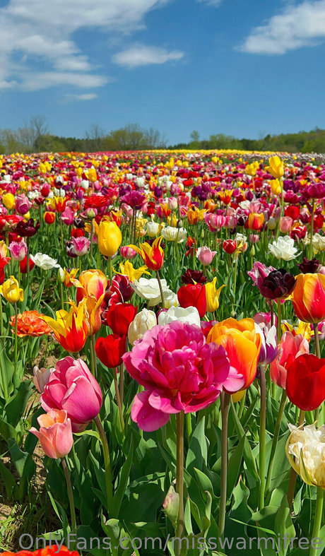 misswarmjfree トップポルノスター 写真