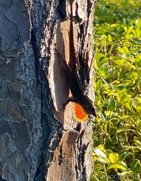 cocovandi ポルノスター 裸 ギャラリー