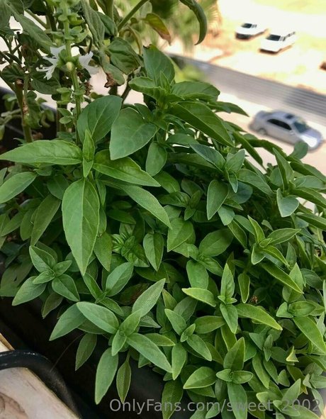 ゲイオンリーファン 無料ヌード 写真