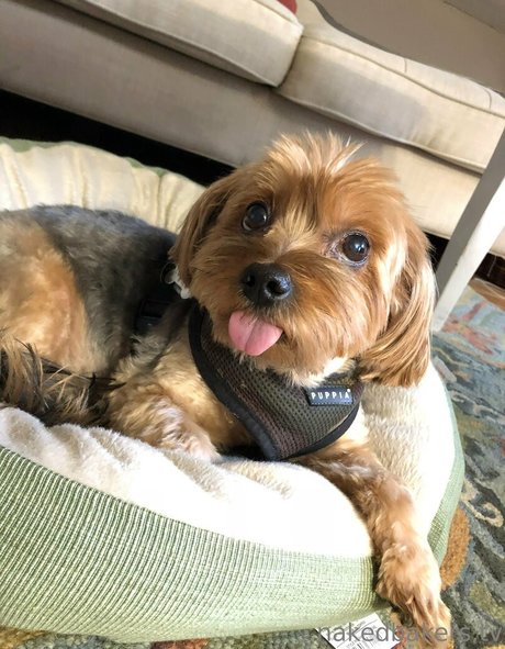 黒猫のOnlyFans 無料アダルト 写真