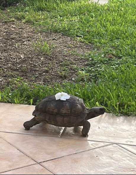 elizabet739 ポルノスター 裸 画像