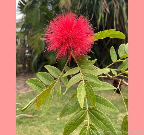 ravenhex3 素敵な女優 写真