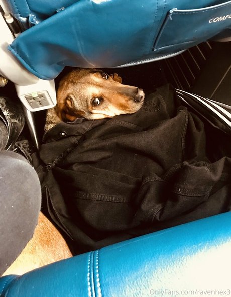 ravenhex3 高品質スター 画像