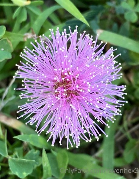 ravenhex3 HD女優 画像