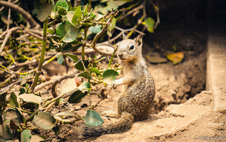 candy lane ポルノスター パーフェクト 画像