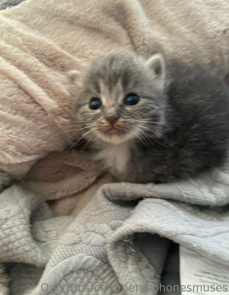 ブルネットのPOV OnlyFans ポルノグラフィック ギャラリー