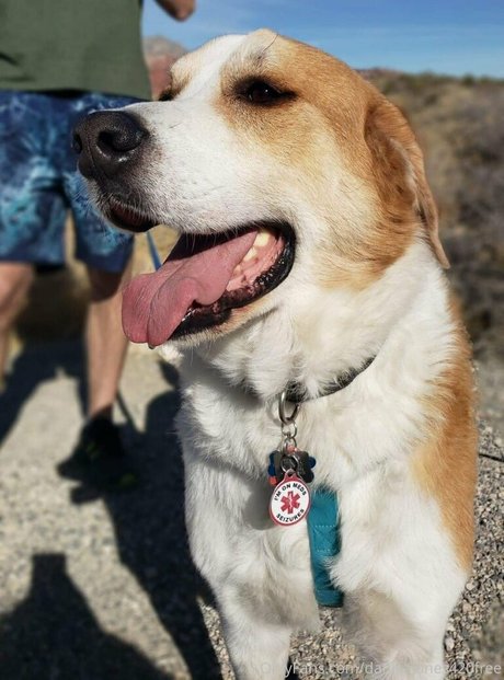 金髪クーガーオンリーファンズ ポルノ ギャラリー