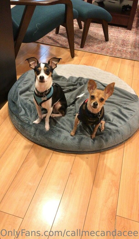 callmecandacee スターセックス 写真