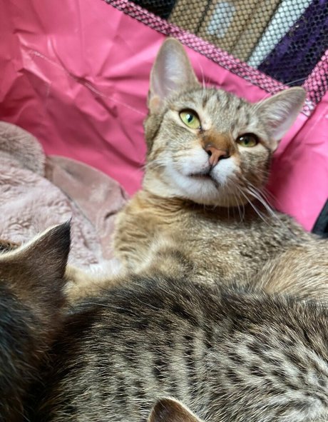 大きな黒い猫OnlyFans 美しいポルノ 画像