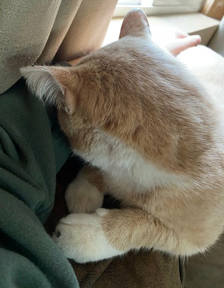 Aelarose 限定スター アーカイブ