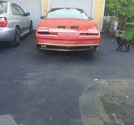 Shygal lilly 美しいスター ギャラリー