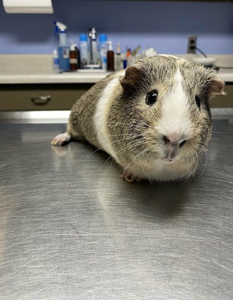 痩せたアジア人ティーン OnlyFans 無料セックス ギャラリー