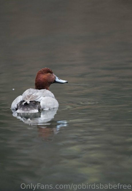 gobirdsbabefree ポルノスター 美しい アーカイブ