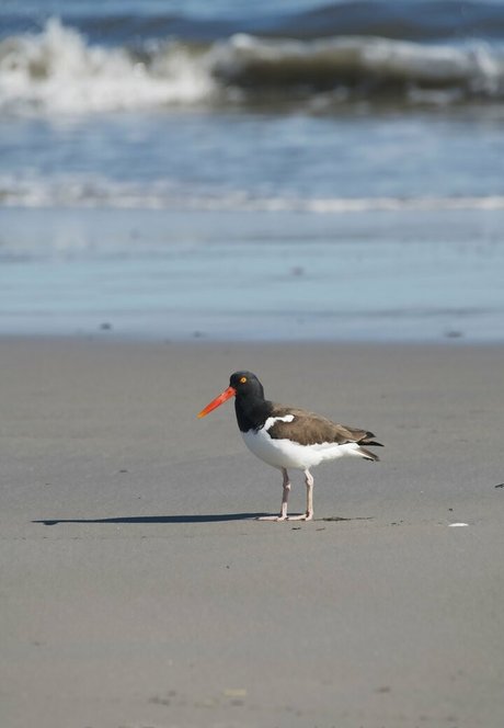 小人の裸OnlyFans エロ 画像