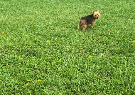 厚い黒檀オンリーファンズ アートxxx ギャラリー