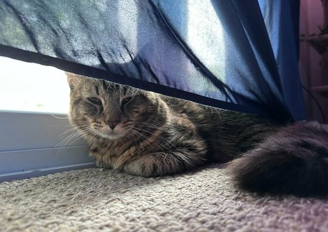 fairlyodd222 無料のスター 写真