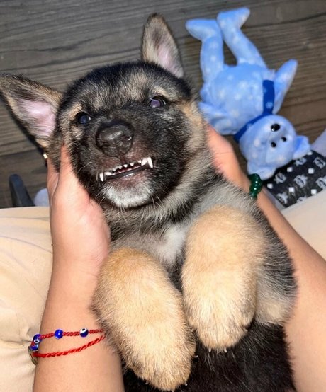 BDSM奴隷OnlyFans セクシーヌード 写真