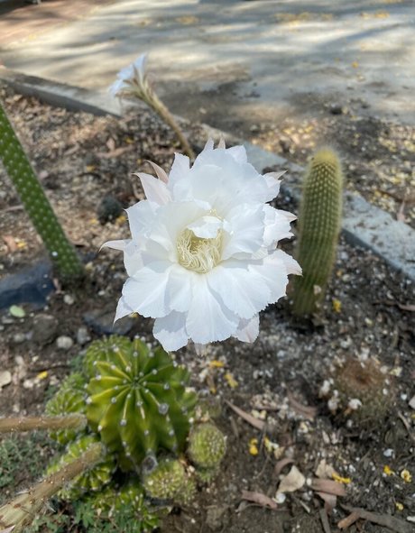 tallielorain ヌードのポルノスター 写真