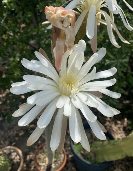 tallielorain 完璧なスター 画像