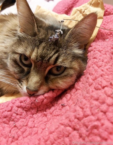 BBW TS オンリーファンズ えろ ギャラリー