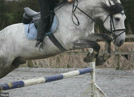 cindarellalou 素敵なスター アーカイブ